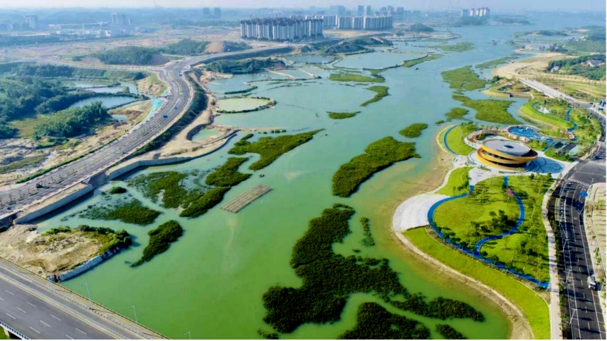 广西钦州深耕滨海生态修复再造“海上森林”
