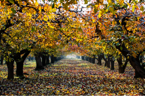 河北曲阳:山色秋意浓 null