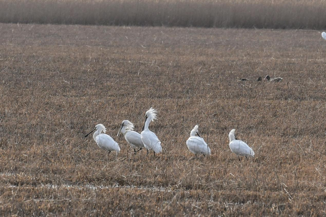 春韵南大港:白衣“琵琶客”组团北归 湿地共奏迁徙交响乐