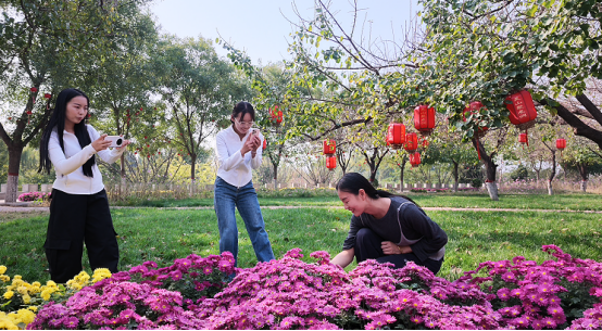 河北曲阳:秋意正浓 菊花绽放引客来
