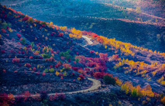 河北曲阳:山色秋意浓 null