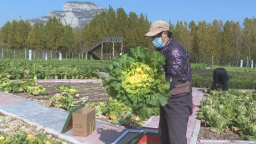 石家庄鹿泉区：北菜南运 秋冬时蔬受到南方消费者青睐