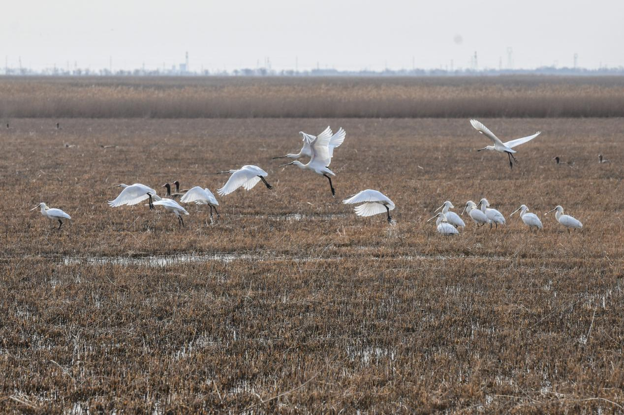 春韵南大港:白衣“琵琶客”组团北归 湿地共奏迁徙交响乐