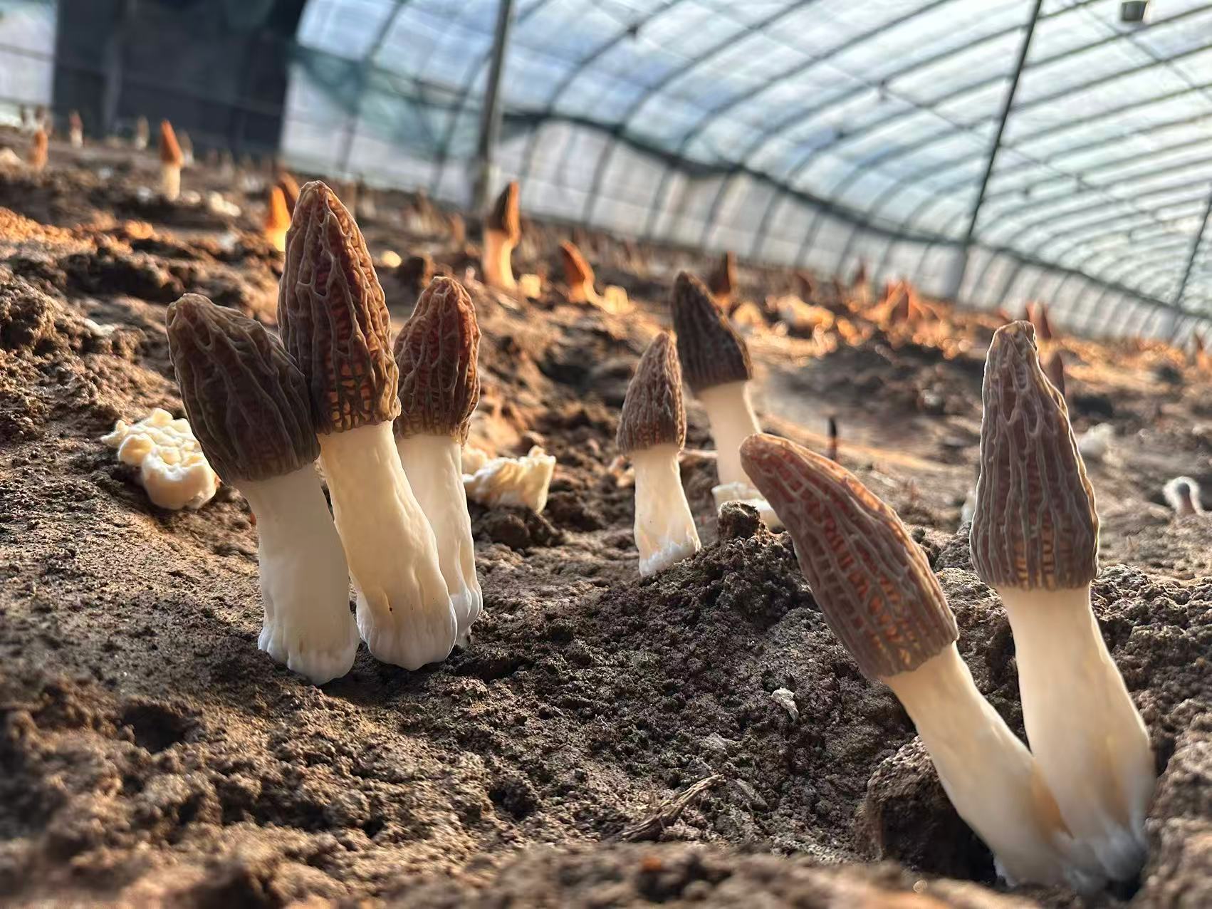 遵化:羊肚菌管护正当时 特色产业助增收