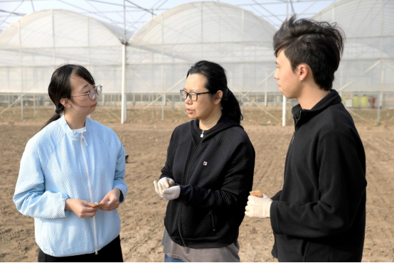 河北南皮:深耕鹽鹼地育種 守穩糧食安全“晶片”