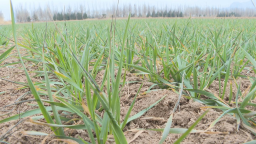 石家庄市鹿泉区：农技人员下田指导小麦返青管护