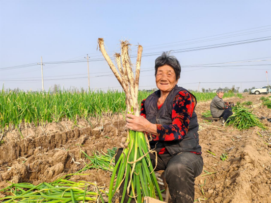 河北东光:“葱”实产业 辣味蔬菜喜获丰收