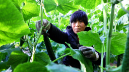 河北迁安：暖棚“冬忙”收金瓜 设施农业富农家