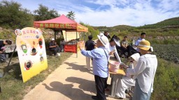 河北曲阳：高梁红映乡村美 欢歌笑迎振兴路