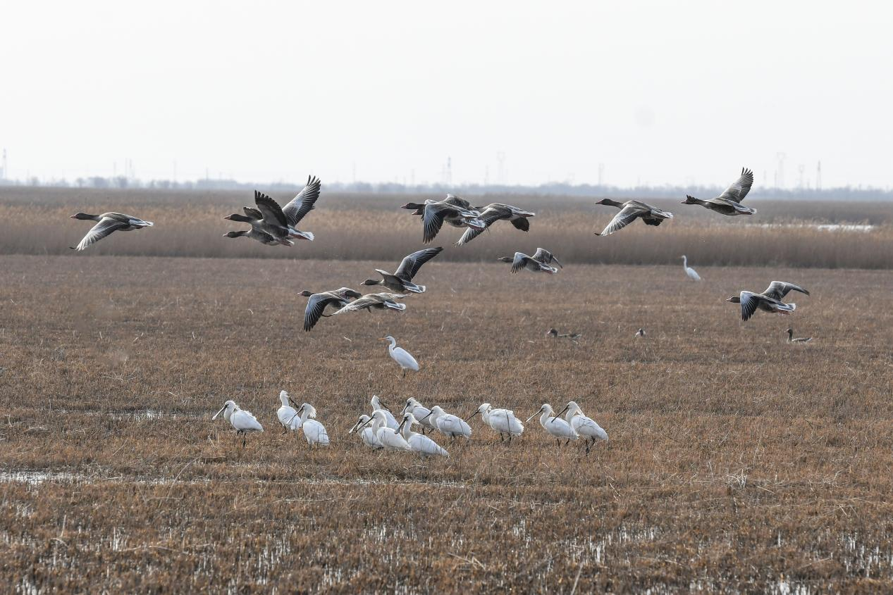 春韵南大港:白衣“琵琶客”组团北归 湿地共奏迁徙交响乐