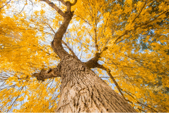 河北曲阳:山色秋意浓 null