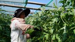 保定清苑：西瓜集中上市 特色产业赋能乡村振兴