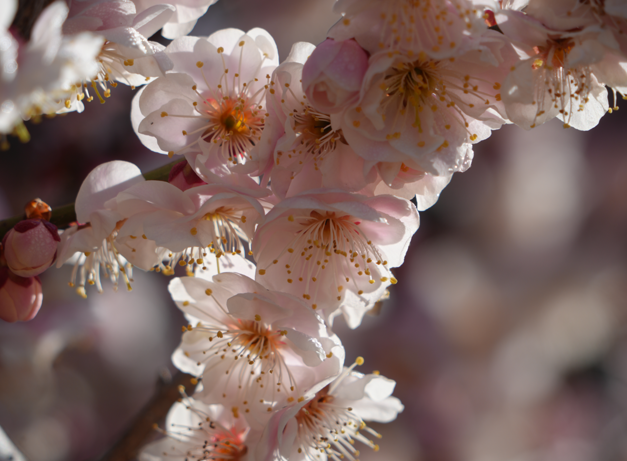 河北阜平:王林口镇梅花节启幕
