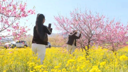 石家庄市鹿泉区：千亩油菜花盛开 村集体引领村民共绘春日美景