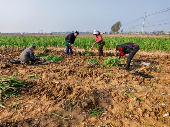 河北东光:“葱”实产业 辣味蔬菜喜获丰收