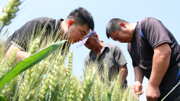 河北南皮：大喇叭里传良方 科学田管促增收