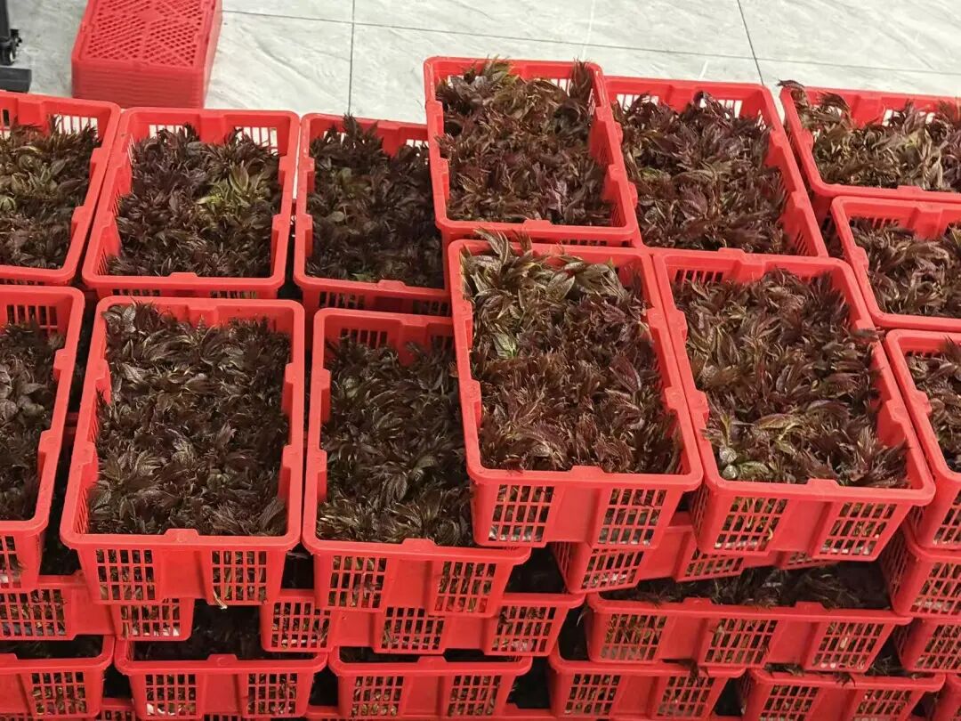 河北遵化尚店村:红芽香椿成“致富芽”千亩产业助振兴