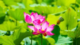 石家庄市鹿泉区：荷韵芬芳 植物园内万余株荷花迎来盛花期