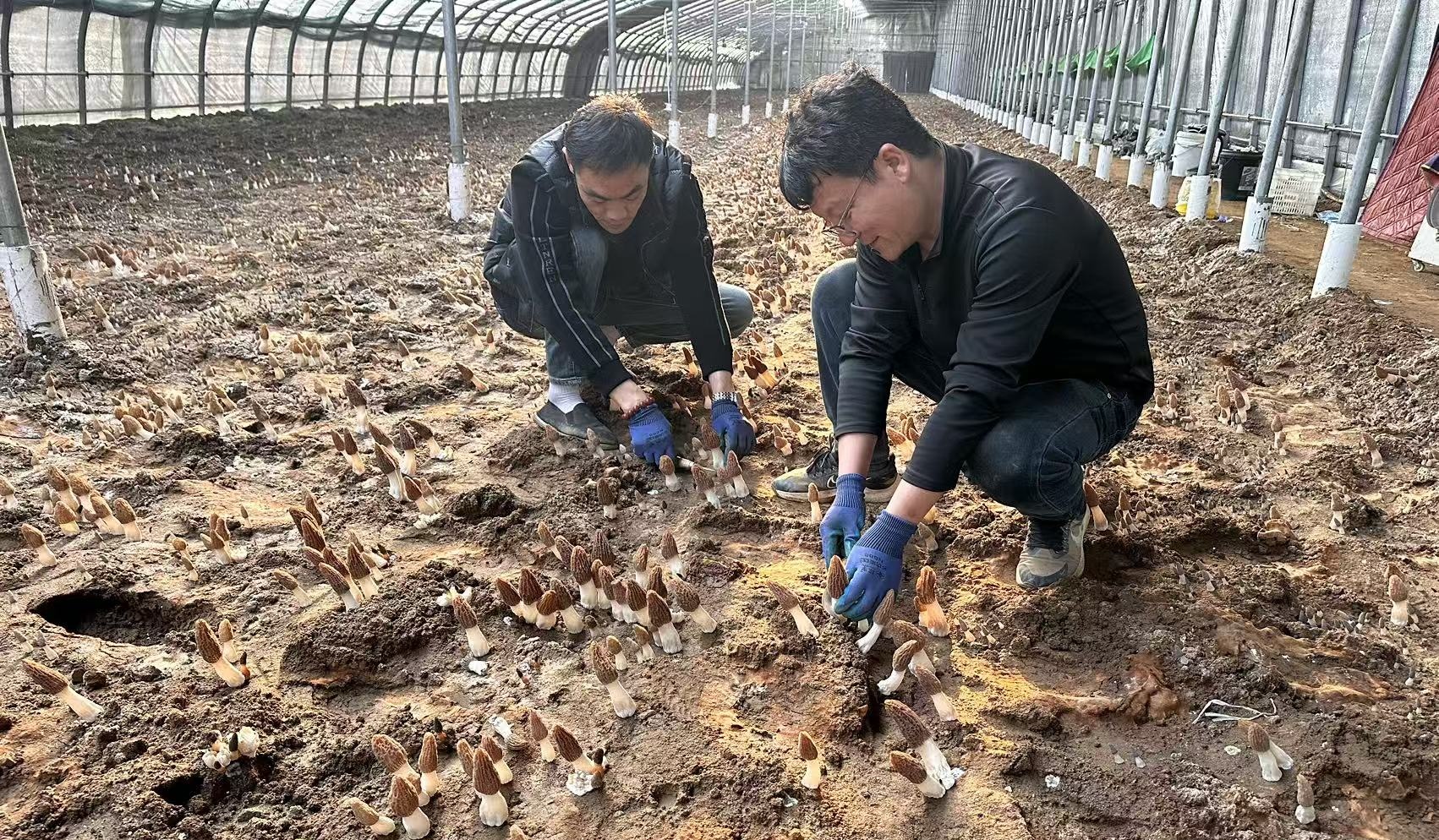 遵化:羊肚菌管护正当时 特色产业助增收