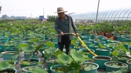 河北曲阳：荷香溢盛夏 碧叶富乡邻