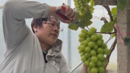 保定清苑：早熟葡萄抢鲜上市 特色产业赋能乡村振兴