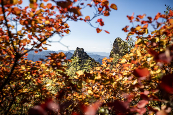 河北曲阳:山色秋意浓 null