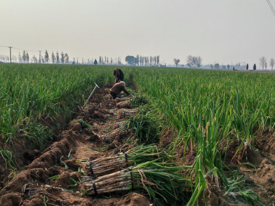 河北东光:“葱”实产业 辣味蔬菜喜获丰收
