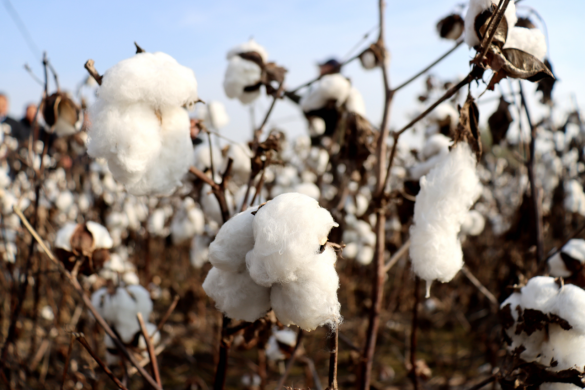 河北献县:科技赋能棉花产业 助力农业提质增效