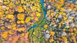 伊春：执生态之笔绘发展新卷