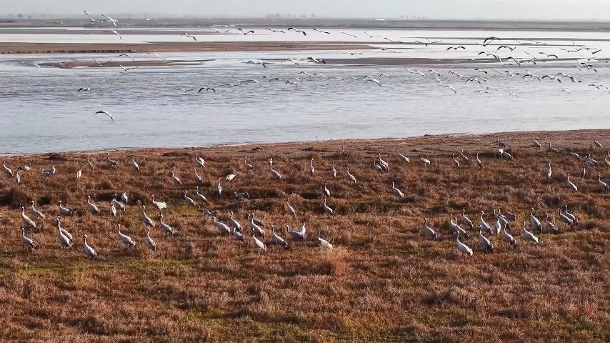 【Poetic陕西】陕西渭南黄河湿地迎来大批越冬候鸟 null
