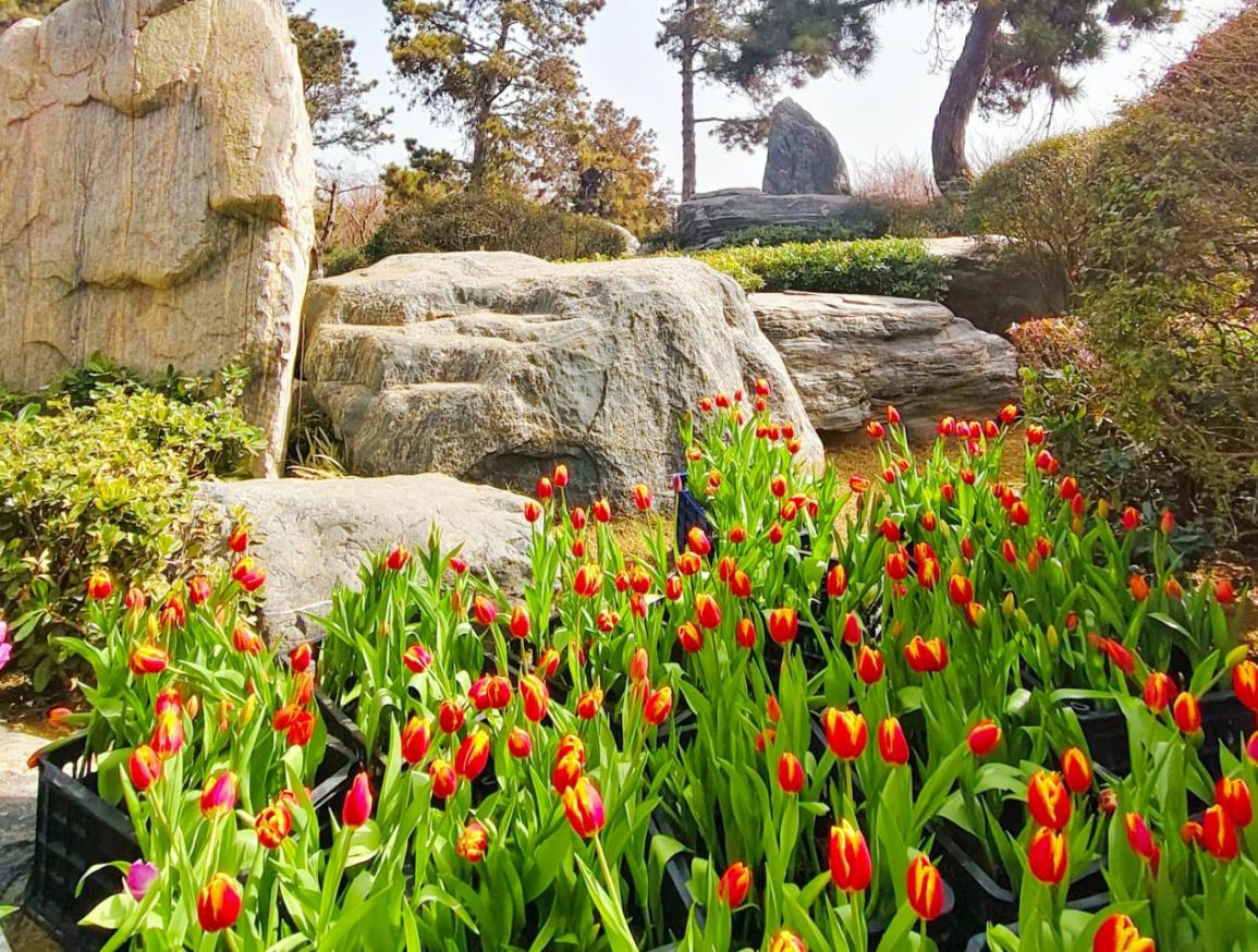 中国唐苑20万株郁金香新春盛放 邀你沉浸式打卡莫奈花海