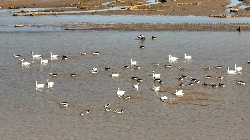 【Poetic陕西】陕西渭南黄河湿地迎来大批越冬候鸟 null