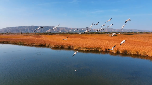 【Poetic陕西】陕西渭南黄河湿地迎来大批越冬候鸟