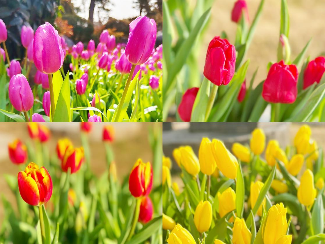 中国唐苑20万株郁金香新春盛放 邀你沉浸式打卡莫奈花海