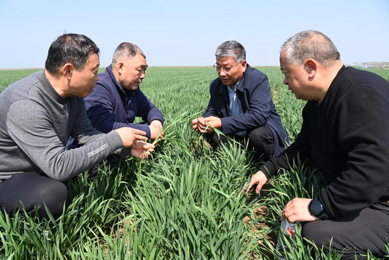 商丘市夏邑县:科技赋能麦田管理 确保小麦提质增产