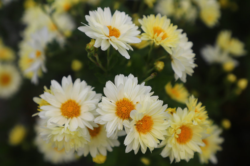 信阳市商城县汪桥镇:菊香富农家 产业促振兴 null