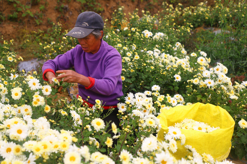 信阳市商城县汪桥镇:菊香富农家 产业促振兴 null