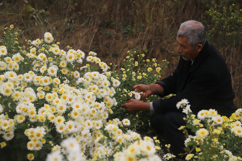 信阳市商城县汪桥镇:菊香富农家 产业促振兴 null