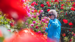 河南南阳：中外嘉宾赴花约