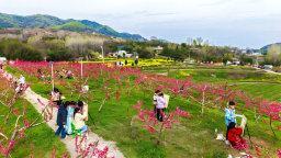 南阳市淅川县2026年赏花旅游活动启幕