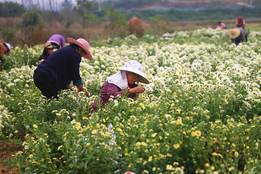 信阳市商城县汪桥镇:菊香富农家 产业促振兴 null