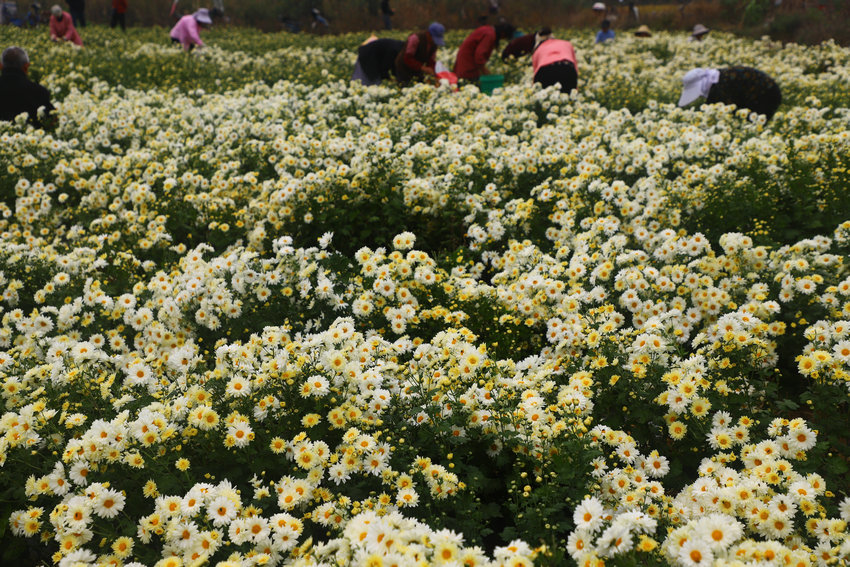 信阳市商城县汪桥镇:菊香富农家 产业促振兴 null