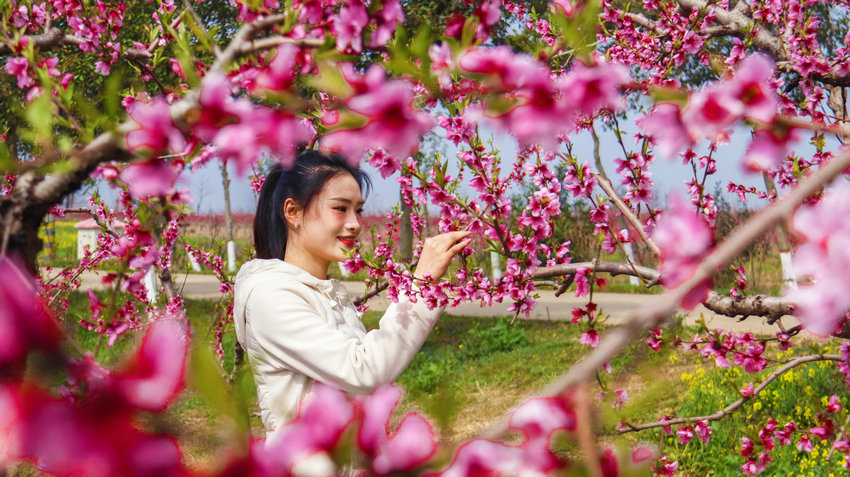 南阳市新野县:花开引客来