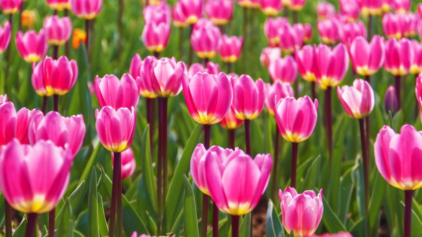 南阳市新野县:花开引客来