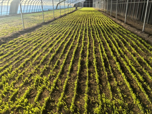 沃野织锦绣 实干绘新篇——记滨州市烟草专卖局派驻第一书记的驻村帮扶之路