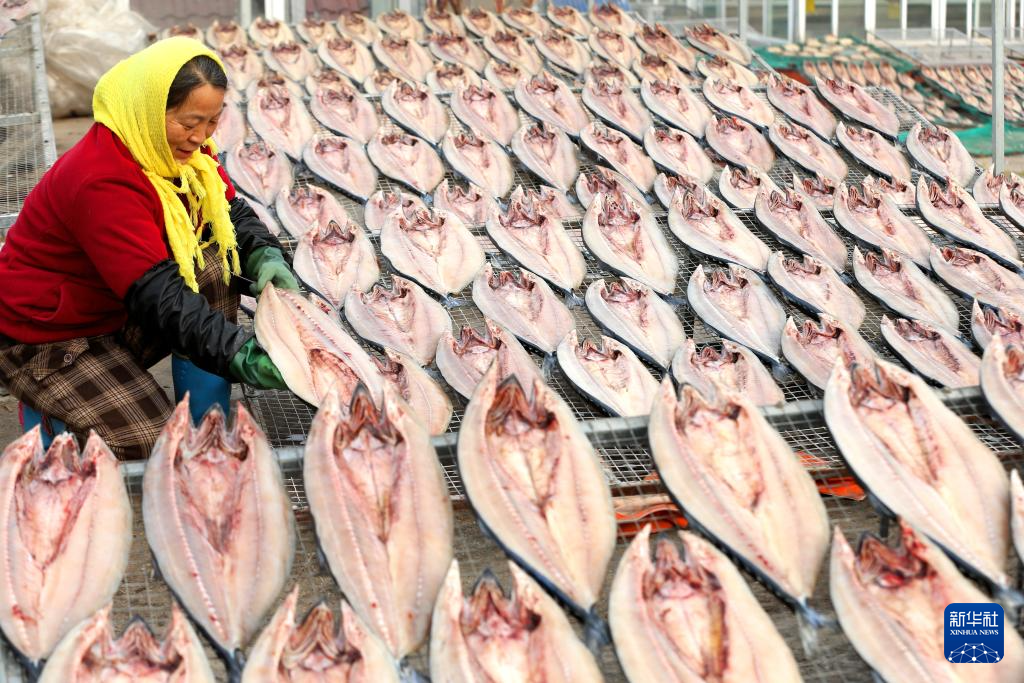 山东即墨:春节临近晒鱼忙