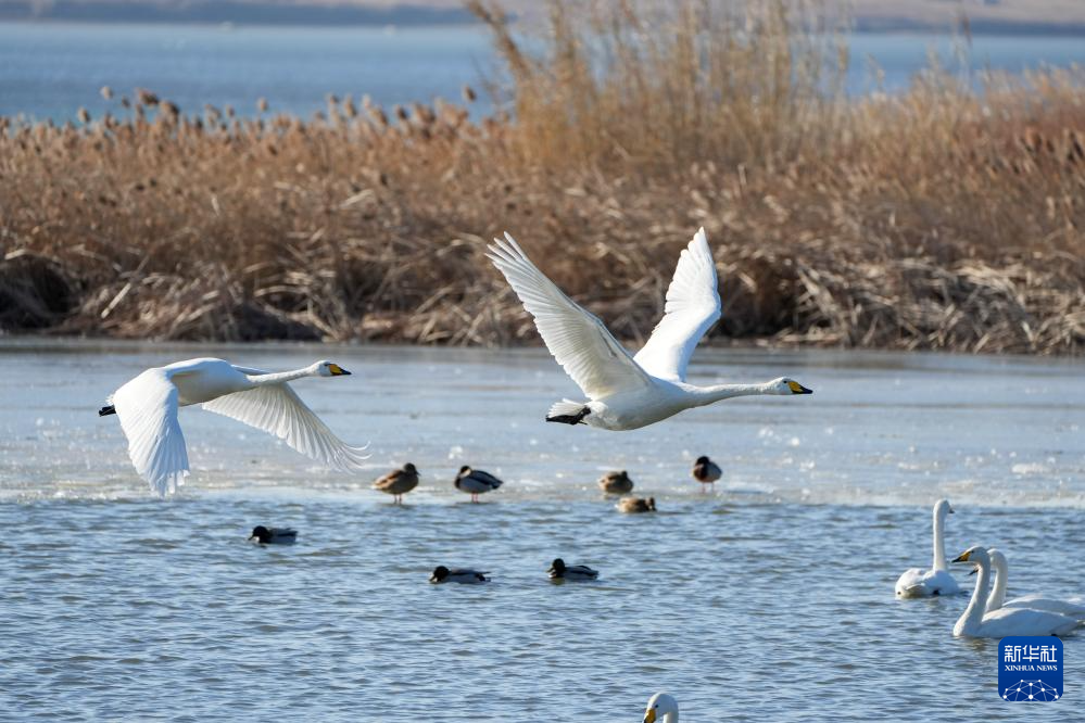大批大天鹅在山东荣成越冬