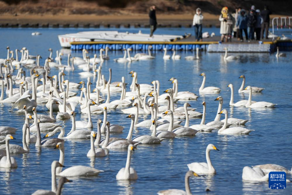 大批大天鹅在山东荣成越冬