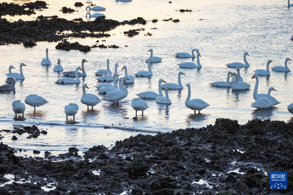 大批大天鹅在山东荣成越冬