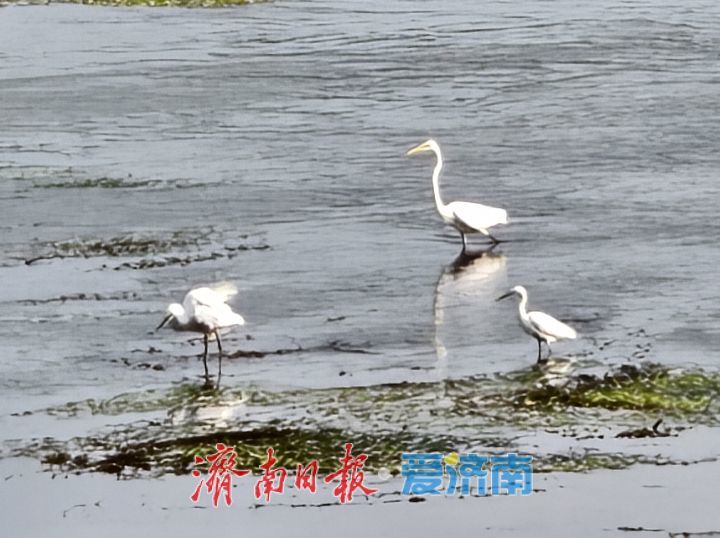 山東濟南:“生態哨兵”雲集水畔 群鷺翩飛繪就靈動畫卷